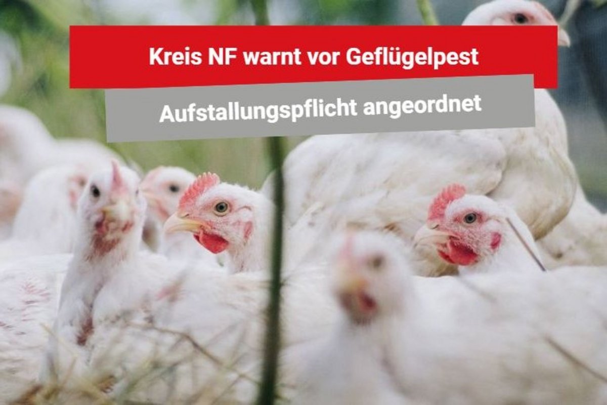 Weiße Hühner und ein Warnhinweis zur Geflügelpest.