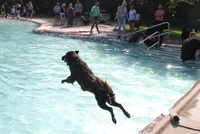 Ein Hund springt in hohem Bogen ins Wasser.