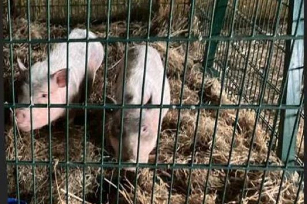 Für diese beiden "Mini Pigs" sucht das Ordnungsamt eine Unterkunft. Foto: Privat Zwei kleine Schweine in einem Käfig