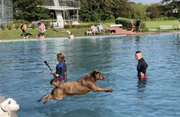 Zu sehen sind mehrere Hunde und Menschen im Wasser sowie am Beckenrand des Freibades.