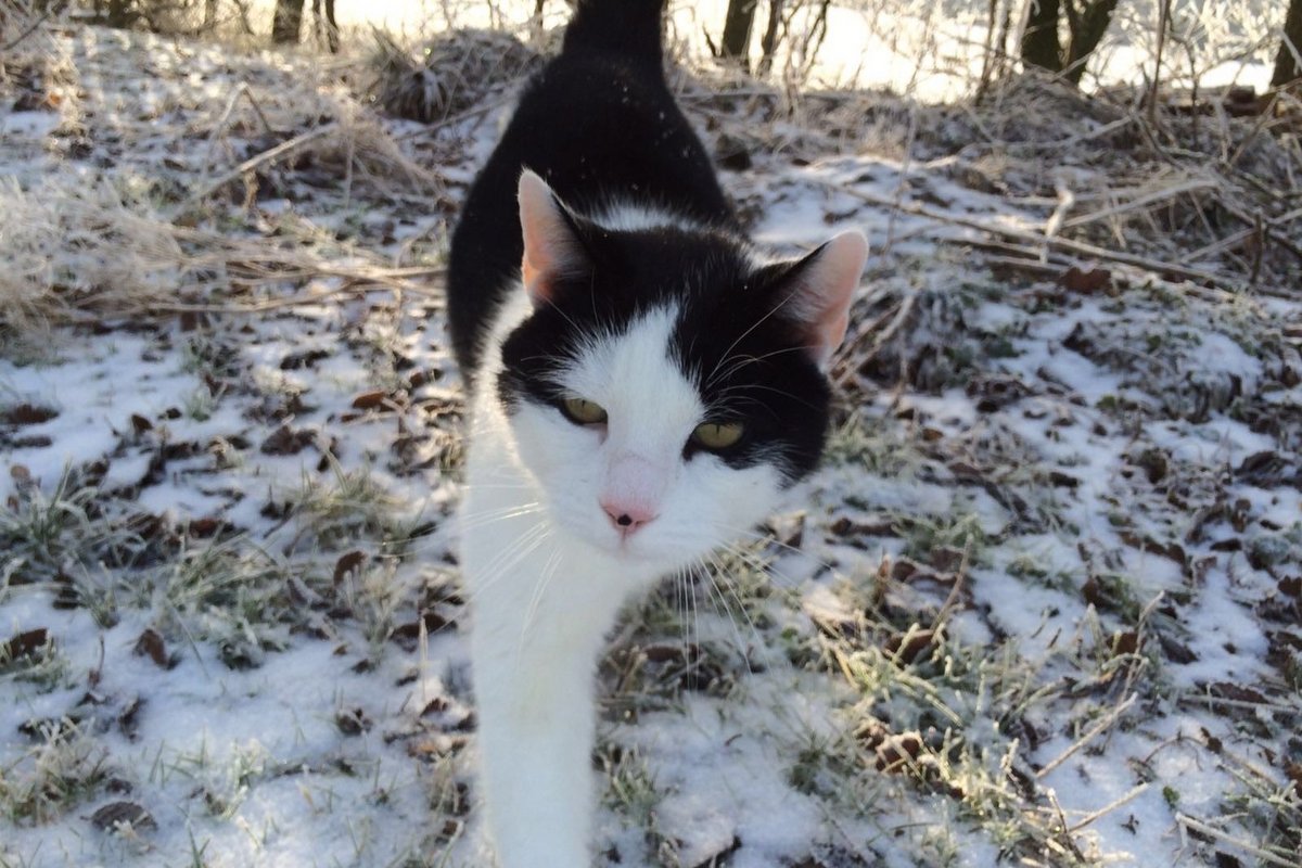 Eine freilaufende Katze