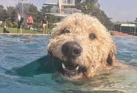 Zu sehen ist ein Hund im Wasser des Freibades.